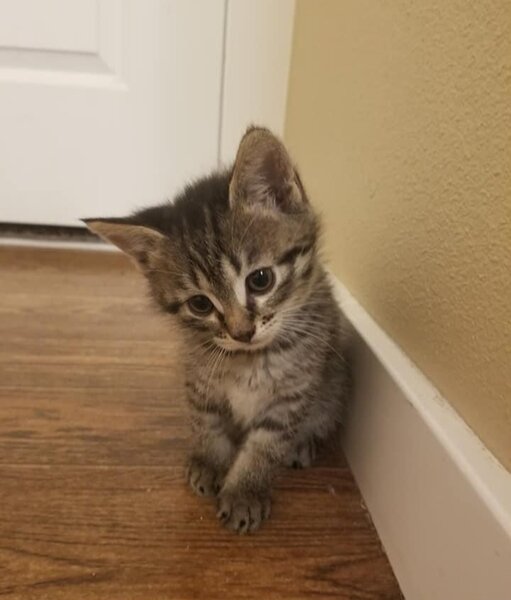 Pisica transilvana de vanzare