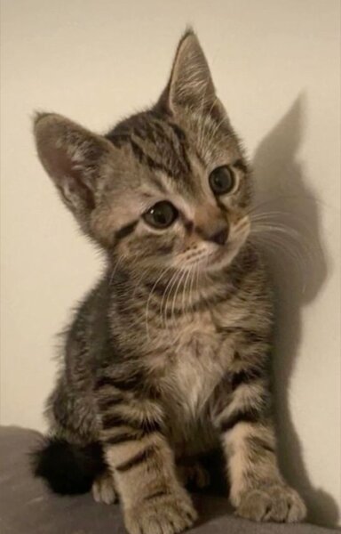 Pisica transilvana de vanzare