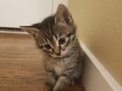 Pisica transilvana de vanzare