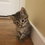 Pisica transilvana de vanzare